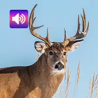 Deer: Sounds & Ringtones APK