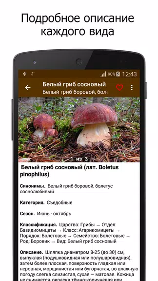 Грибы screenshot 2