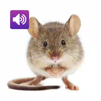 Mouse and Rat: Sound,Ringtones